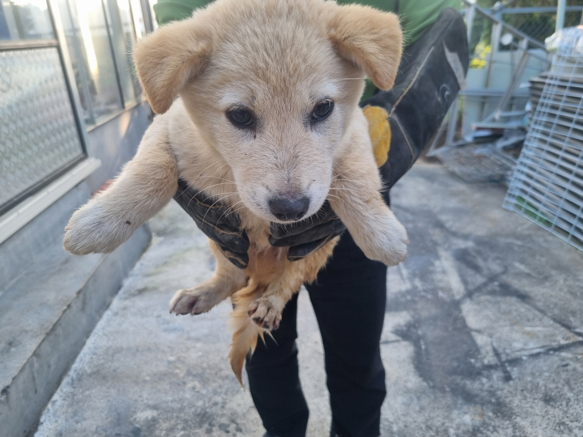 양산시 동물보호센터_448538202400796